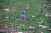 08-London_St James' Park_squirrel.JPG